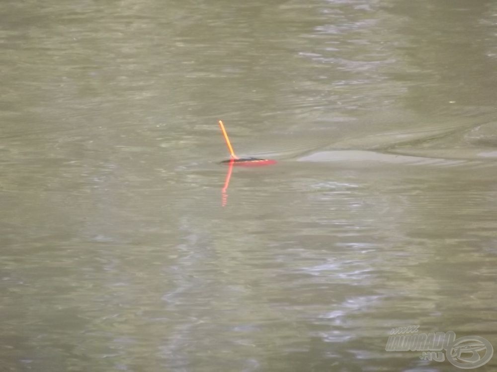 A 20 g-os lapos úszó épphogy megállt a húzós vízben