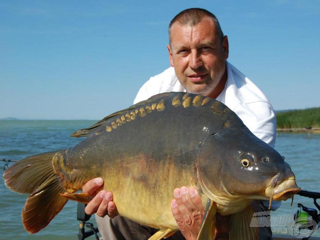 Szép pontyok élnek a Balatonban