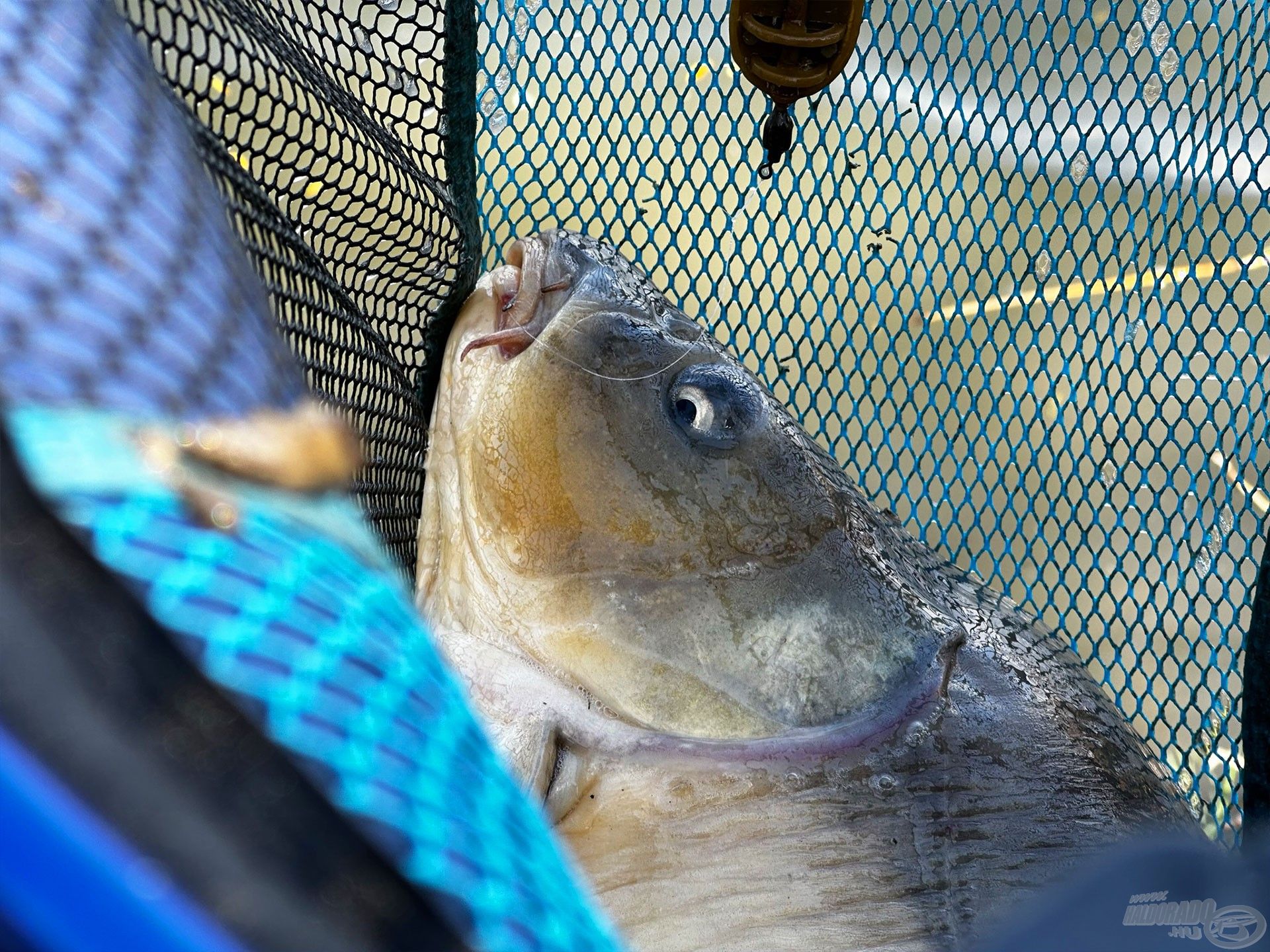 A nap első hala