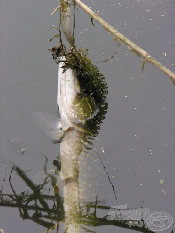 A következő