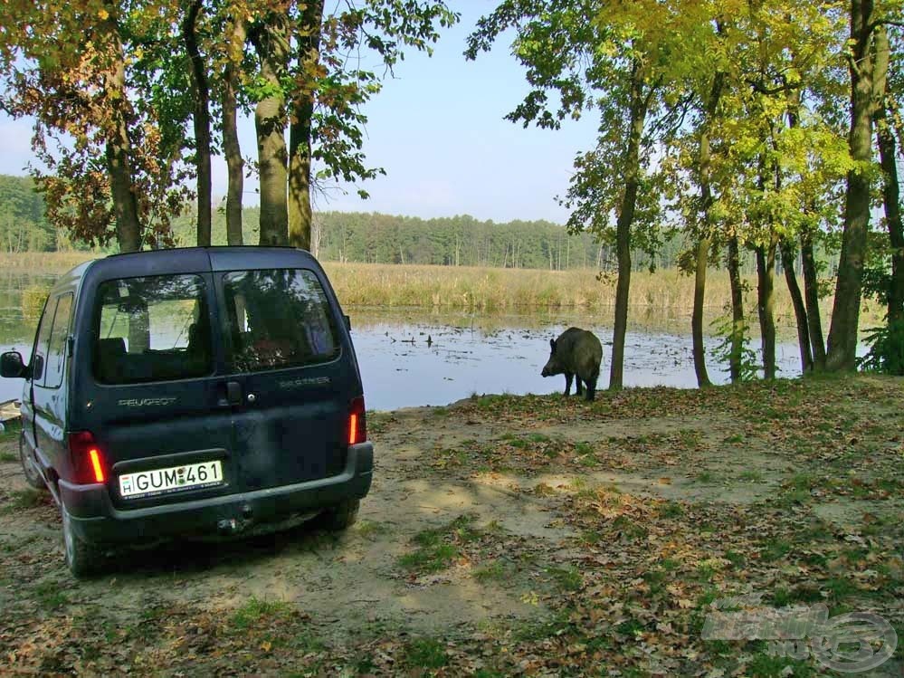 A hajnali meglepetést egy szomjas vadkan biztosította, mely halálos nyugalommal vonult le a tó partjára