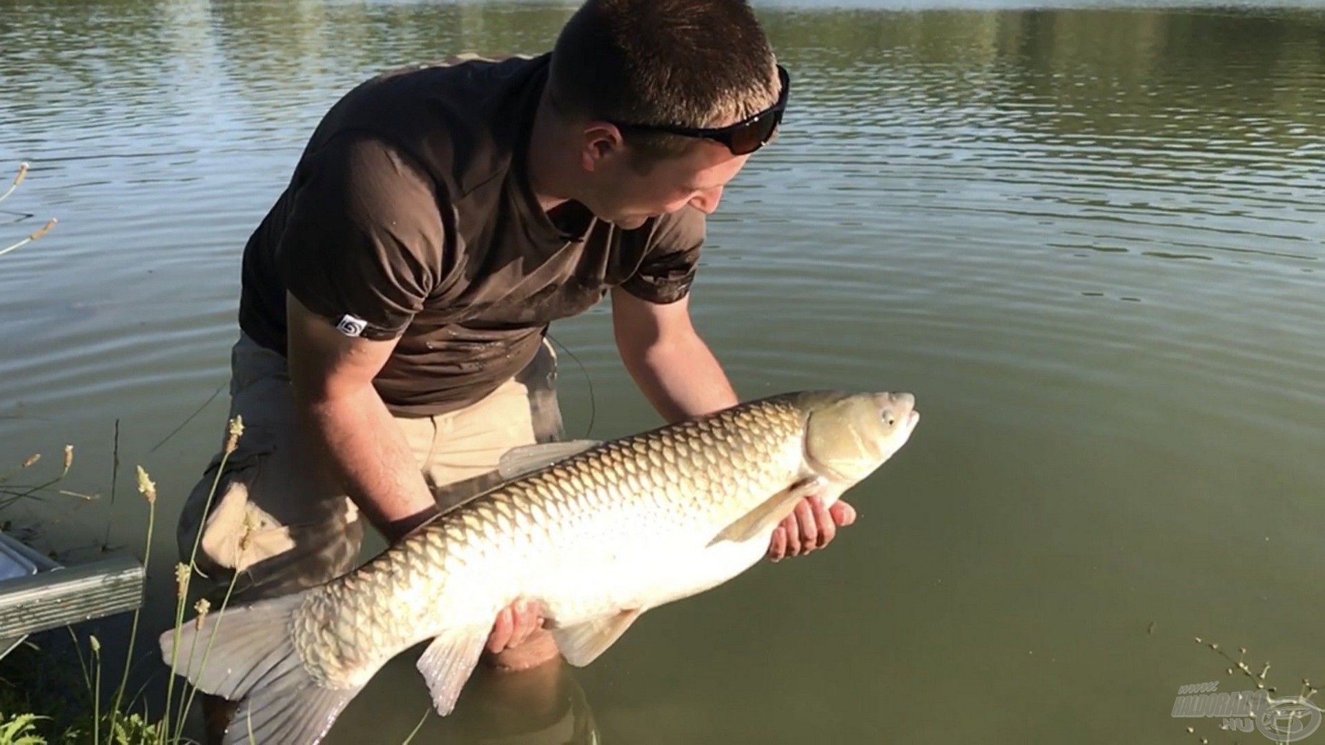 Az amurok legtöbbje 10-15 kilogramm között mozgott