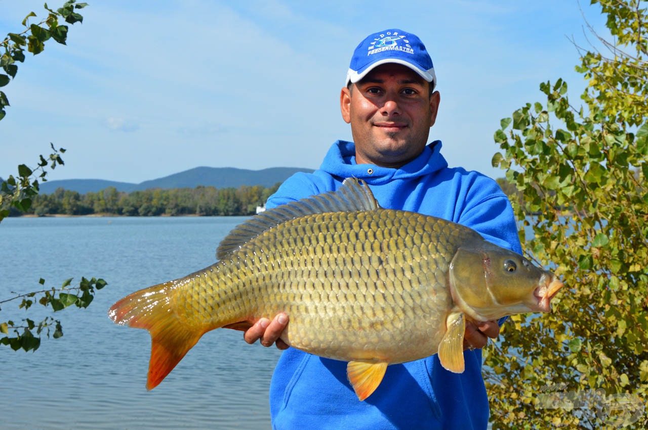 Gyönyörű, egészséges 3-4 kg körüli (valószínűleg telepített) tőponty a Pilismaróti-öbölből. Ne essünk át a ló túloldalára! Senkit nem köveznek meg, ha egy ekkora halat jóízűen elfogyaszt a családjával! DE legyen elég az ekkora, és ebből se három egy nap!