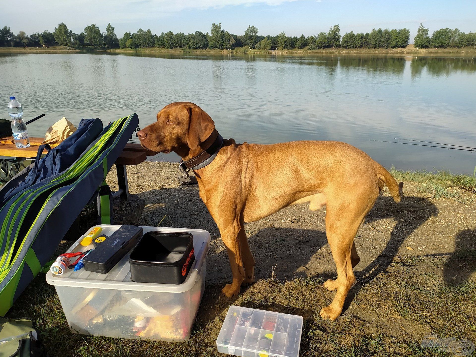 A falánk vizsla (később kiderült, Jakab névre hallgat)