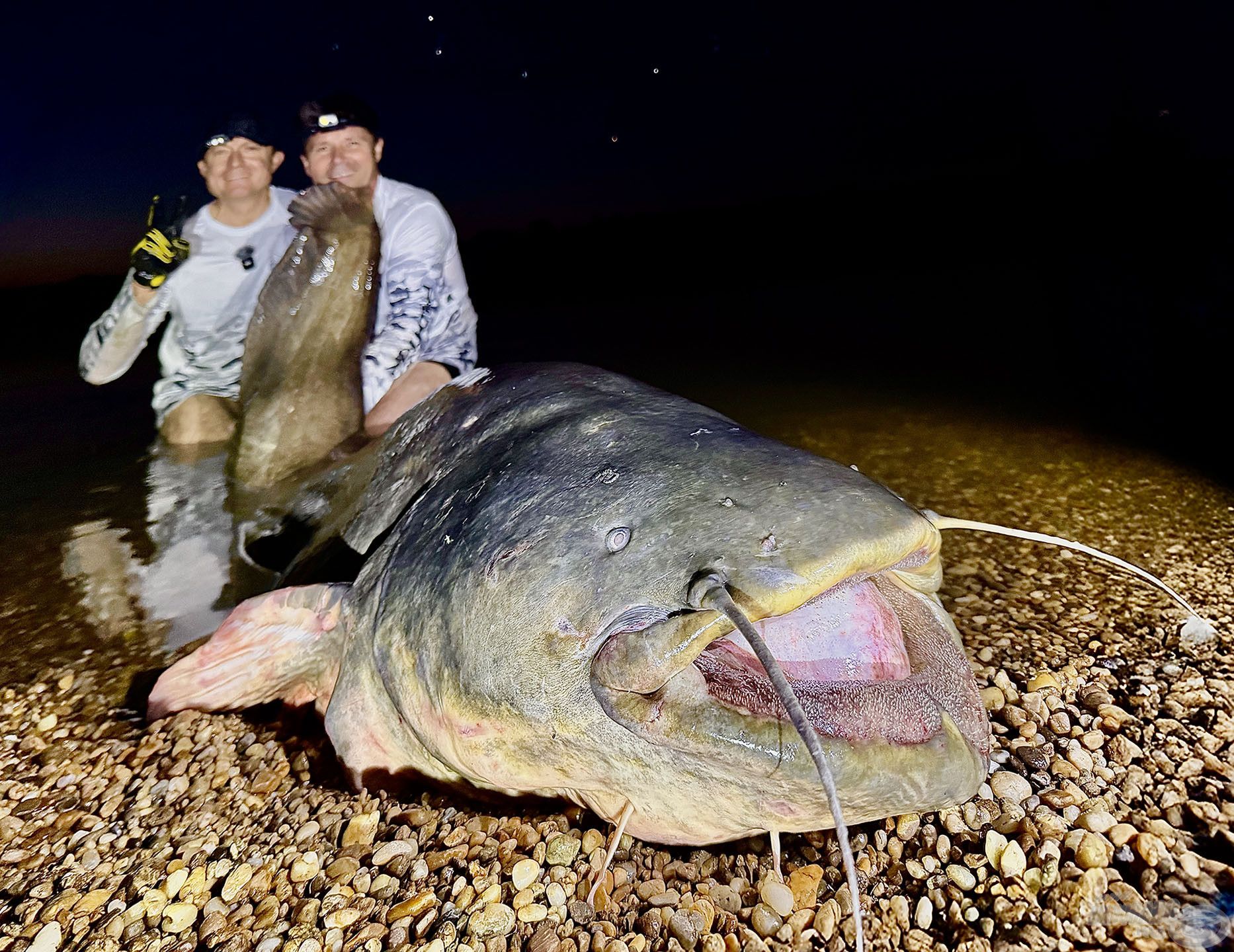 A horgásztúránkat ez a 211 cm-es, közel 70 kg-os dunai harcsa koronázta meg!
