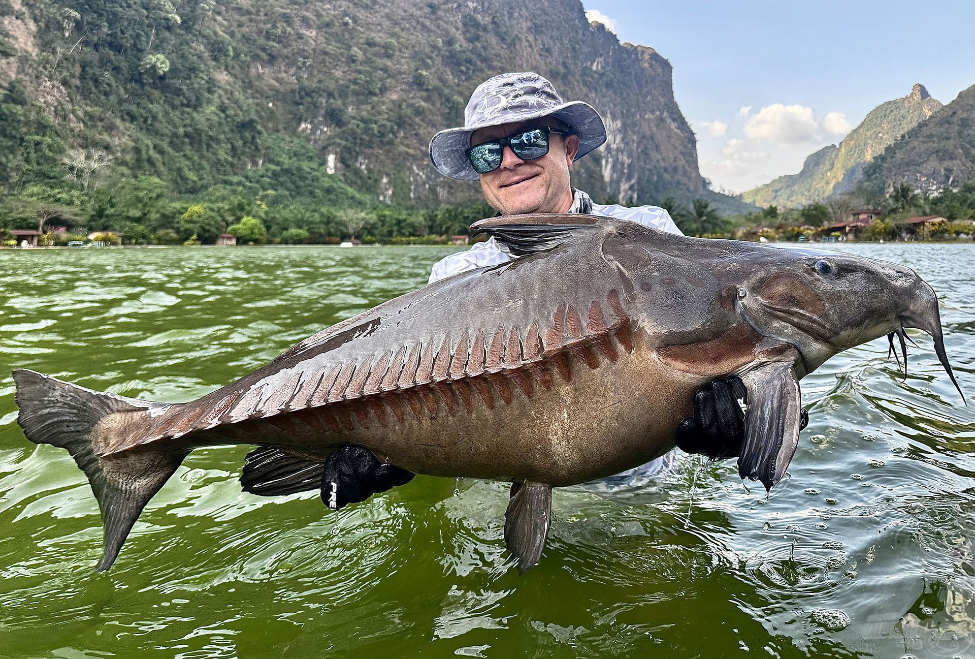 Egy újabb különlegesség: Ripsaw Catfish = morgó harcsa