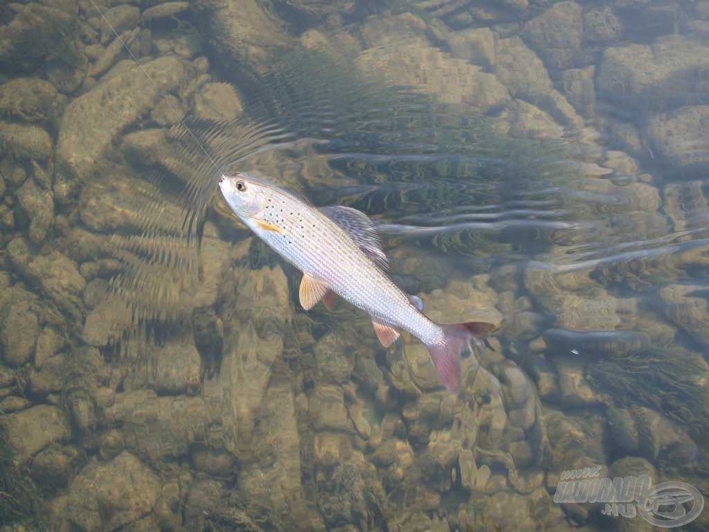 A harcos pér