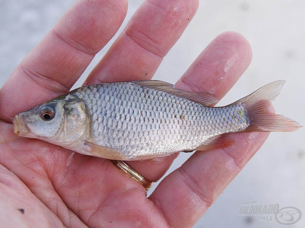 Kis ponty, a tóban gyönyörű, egészséges populáció él belőlük