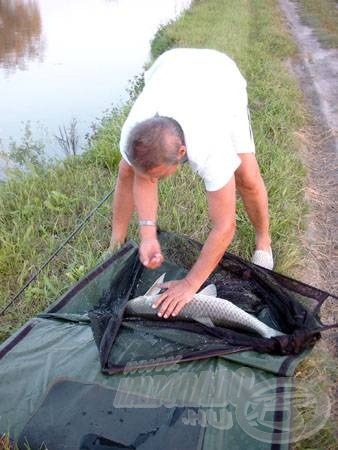 A nagyméretű merítőszák a felszerelés nagyon fontos részét képezi az amur horgászatok során. A torpedó alakú test megköveteli ezt!