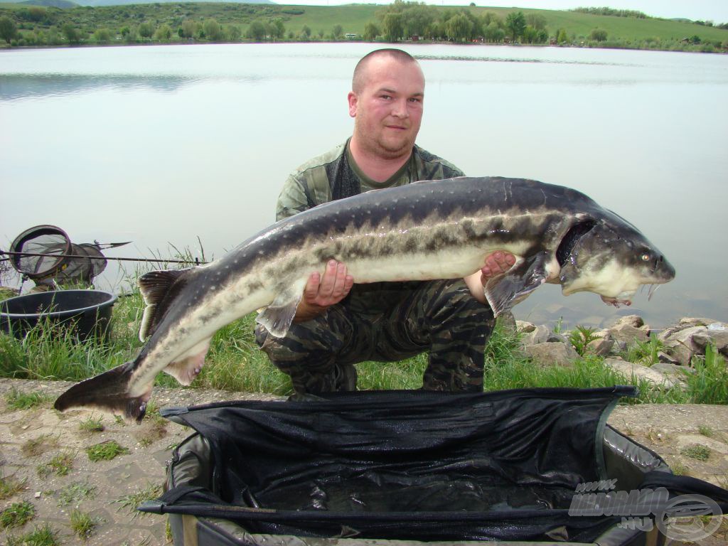 Itáliai tok, 15 kg és 120 centiméter felett