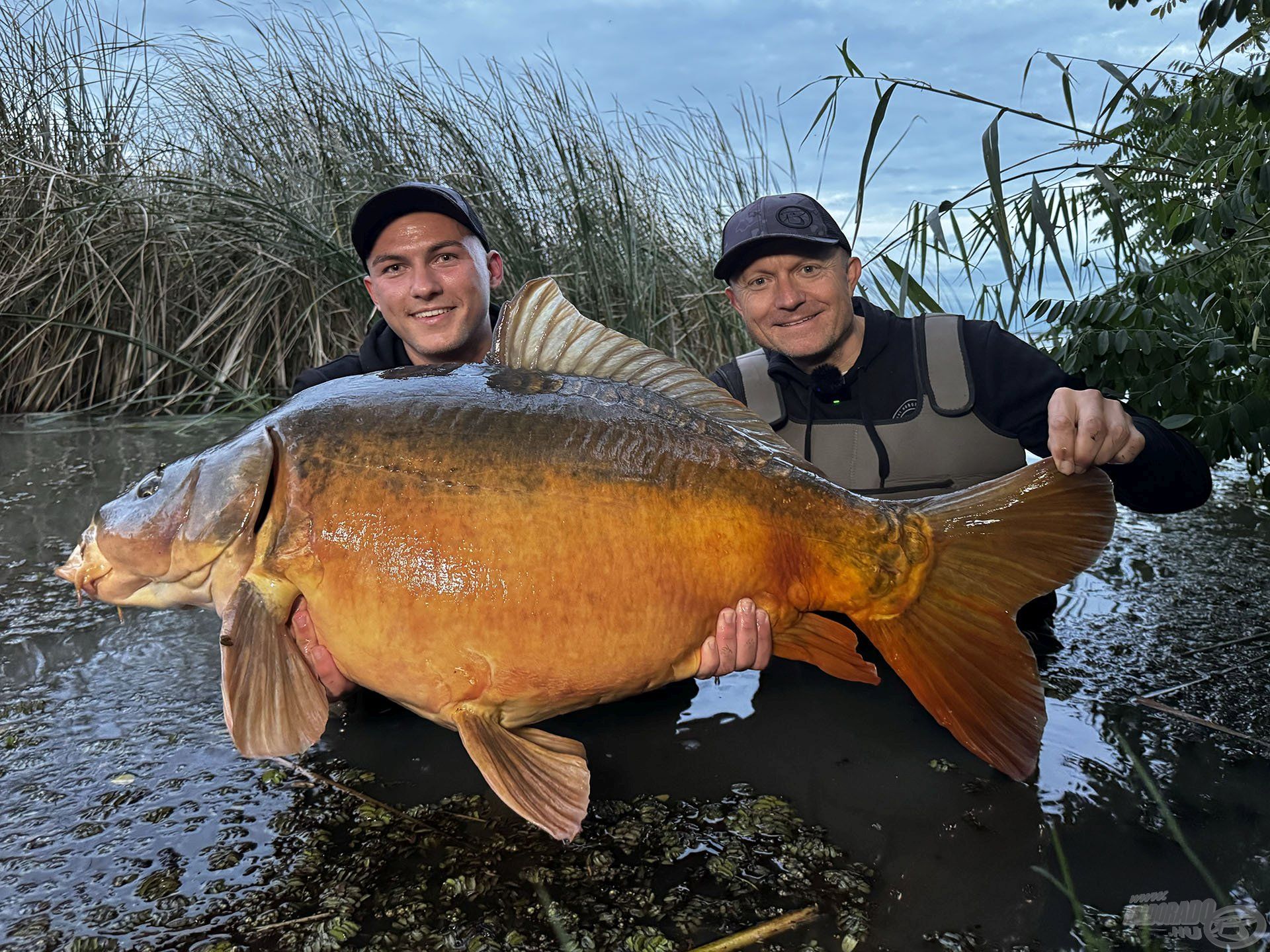 … jó folytatás! Szoják Benő csapattársam első Tisza-tavi pontya ez a fenséges, öreg tükörponty volt, amelynek súlya: 21,96 kg!