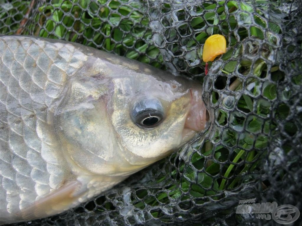 A csemegekukorica + egy szem csonti kombinációra is kárász jött