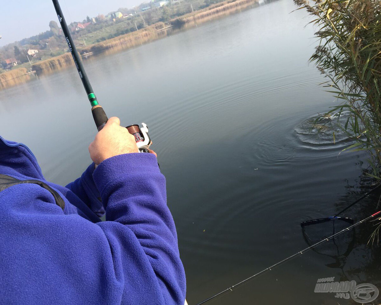 A nádfalba igyekvő pontyot könnyen a helyes útra lehetett igazítani