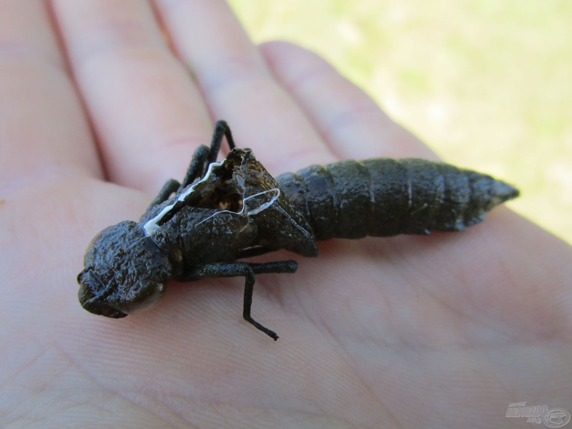 A fényképek készítése közben egy exuviumot találtam. Ez nem más, mint egy üres lárvabőr, amiből egy szép szitakötő kelt ki