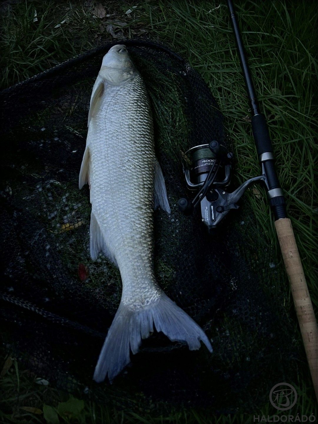 Az átlagméret rendszerint ilyen két kiló körül alakul