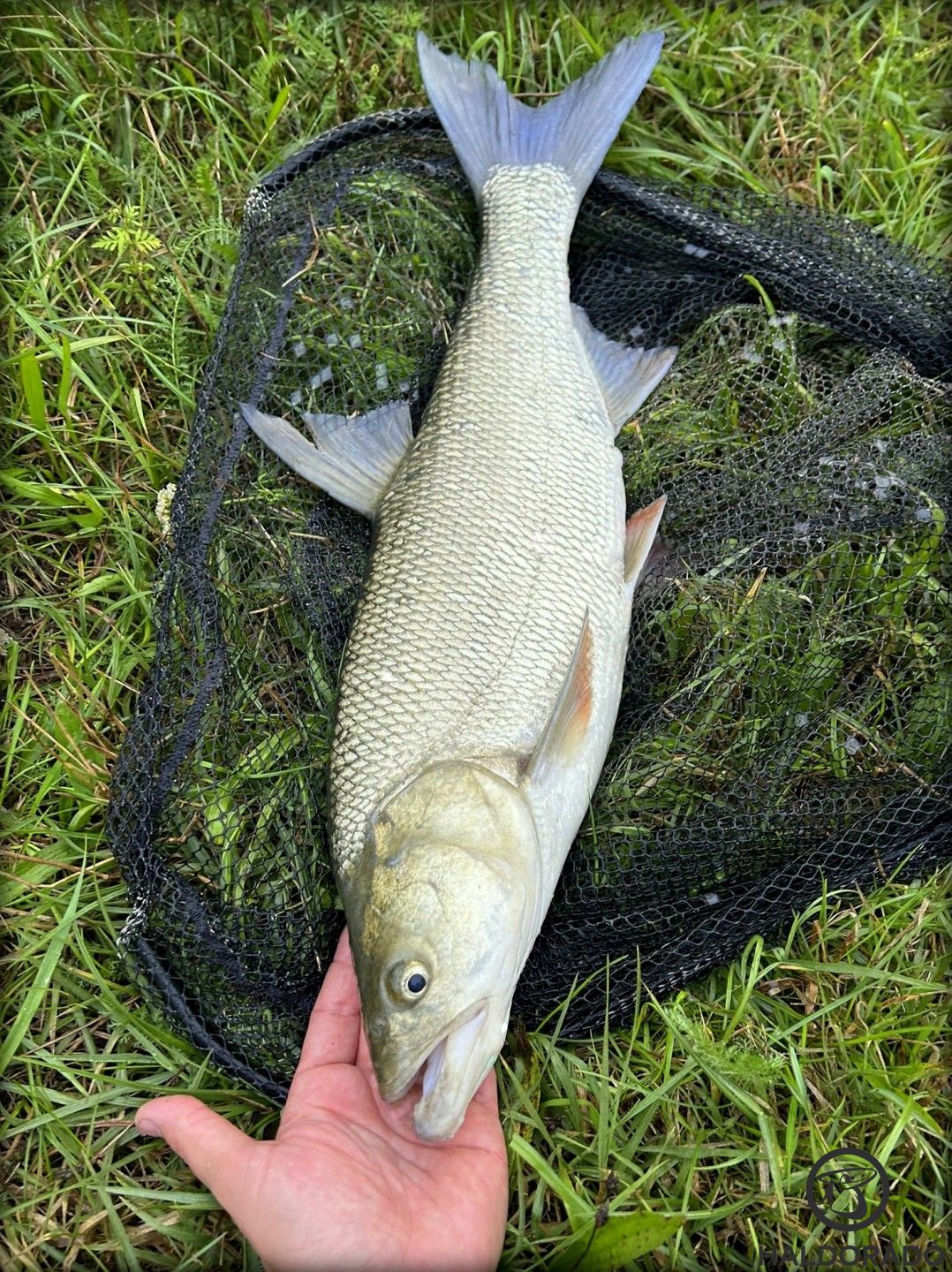 Tenyeres bodorkára éhezett meg ez a hármas forma fenekeszeg