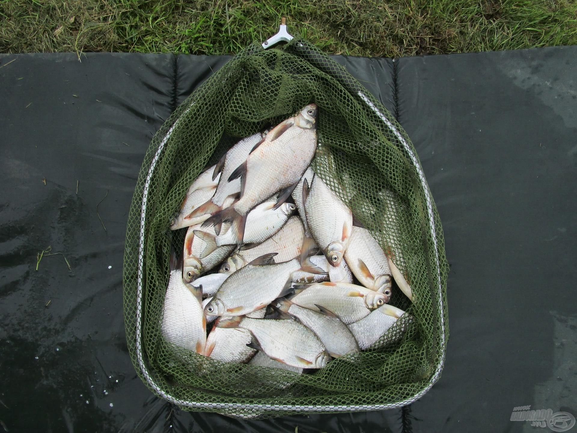 A szák tartalma bő 3 kg keszeg és néhány küsz