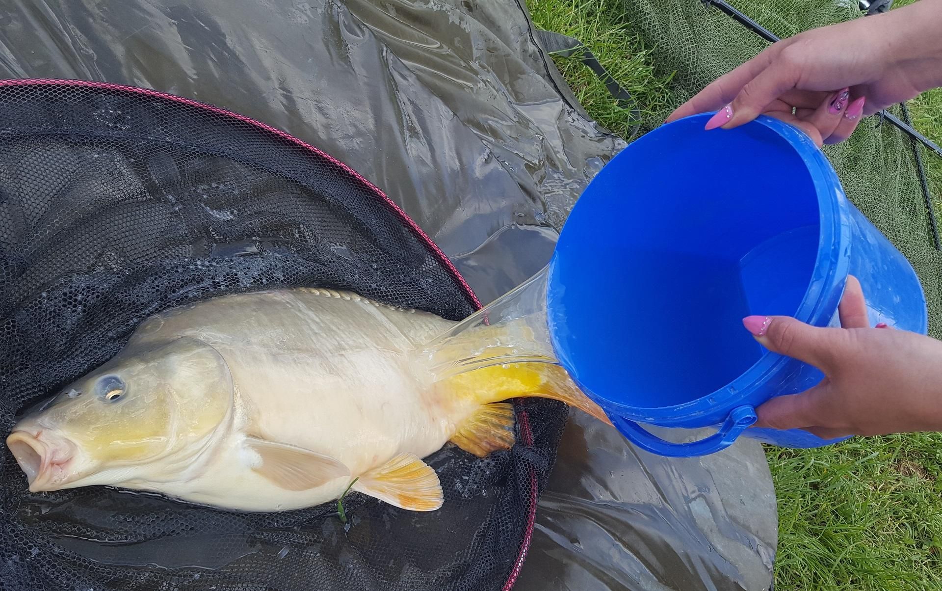 A nyári melegben kiemelten fontos, hogy a halat folyamatosan locsoljuk!