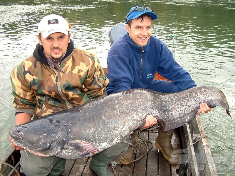 A legnagyobb pergetve fogott dunai harcsám súlya 40,5 kg volt!