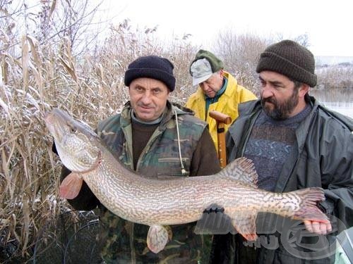 A törpeharcsa-varsák kihelyezésekor még senki sem gondolta volna, hogy 15 kilón felüli csukával is dolguk lesz