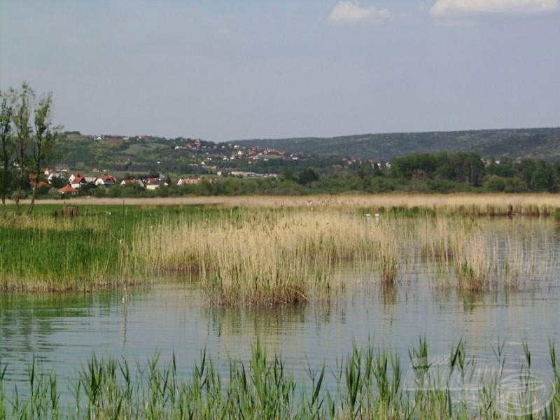 A horgászhelyem mögött a balatoni panoráma mellett egy kiterjedt nádas is található…