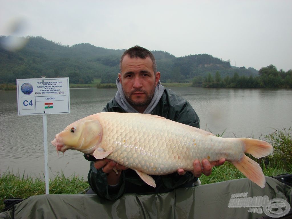 A Carp Class fehér koi pontya - ezeket mi szellemkoinak nevezzük