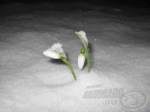 … és a havat legyőző hóvirág