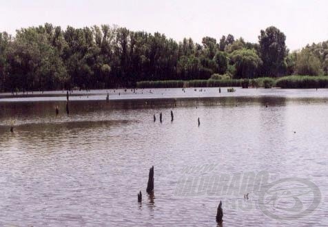 A Derítő-tó horogmarasztaló tuskói.