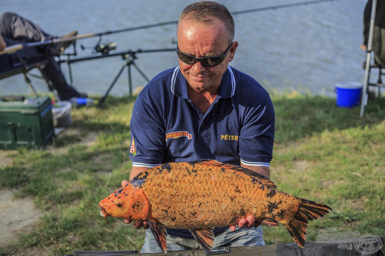 A koi pontyok is aktívan részt vettek a megmérettetésben, szép számmal jelentkeztek a fogások között