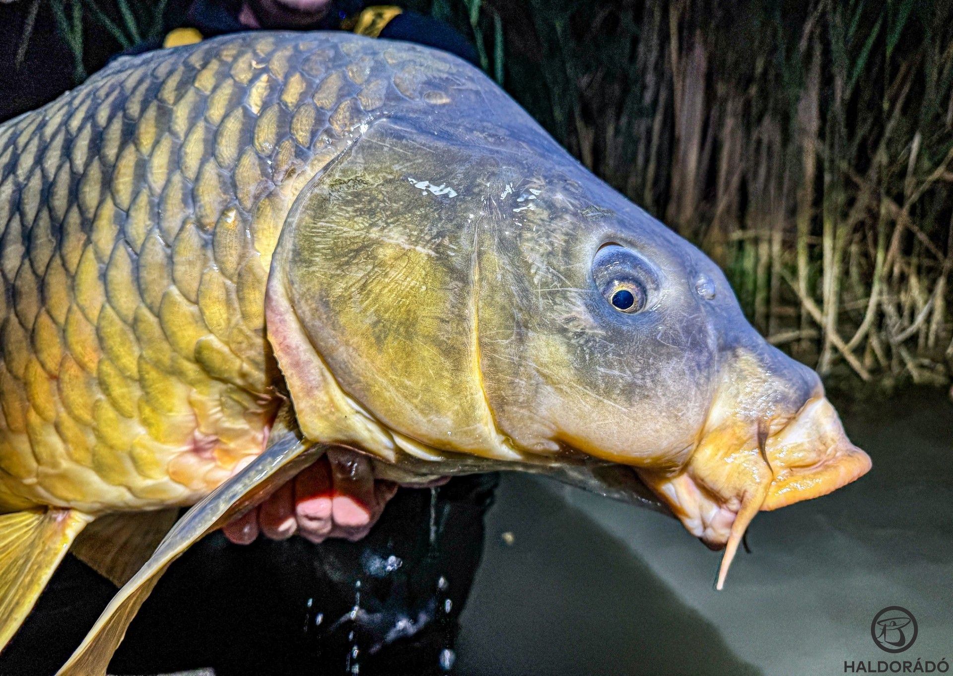 Tekintélyt parancsoló pontydédi