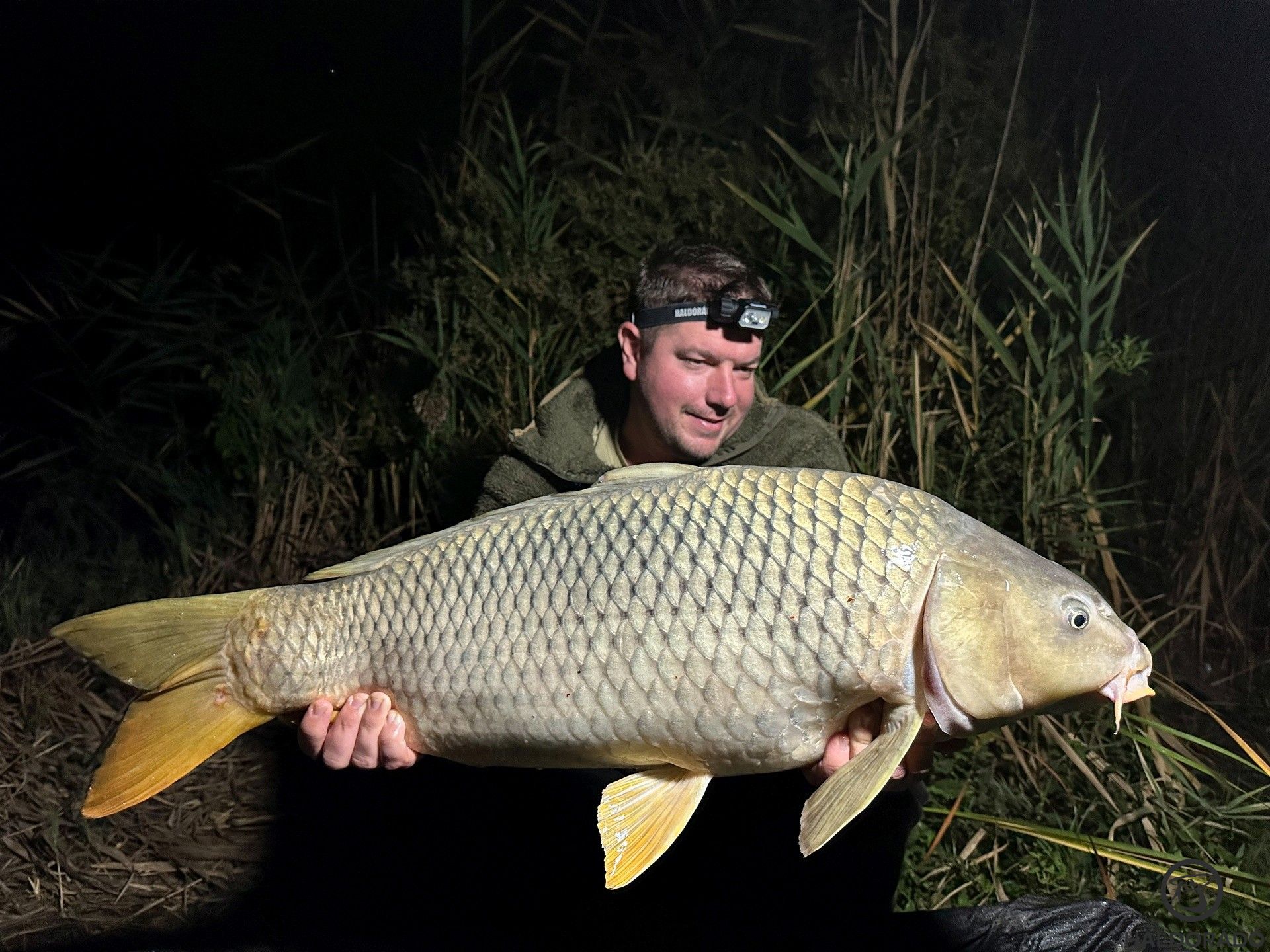 Újabb darabos vendégem