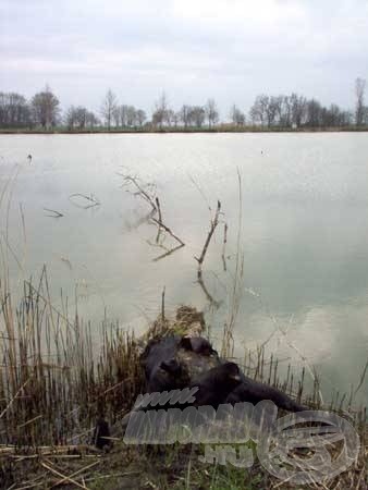 Az ehhez hasonlatos vízbe dőlt fák remek haltartó helyek