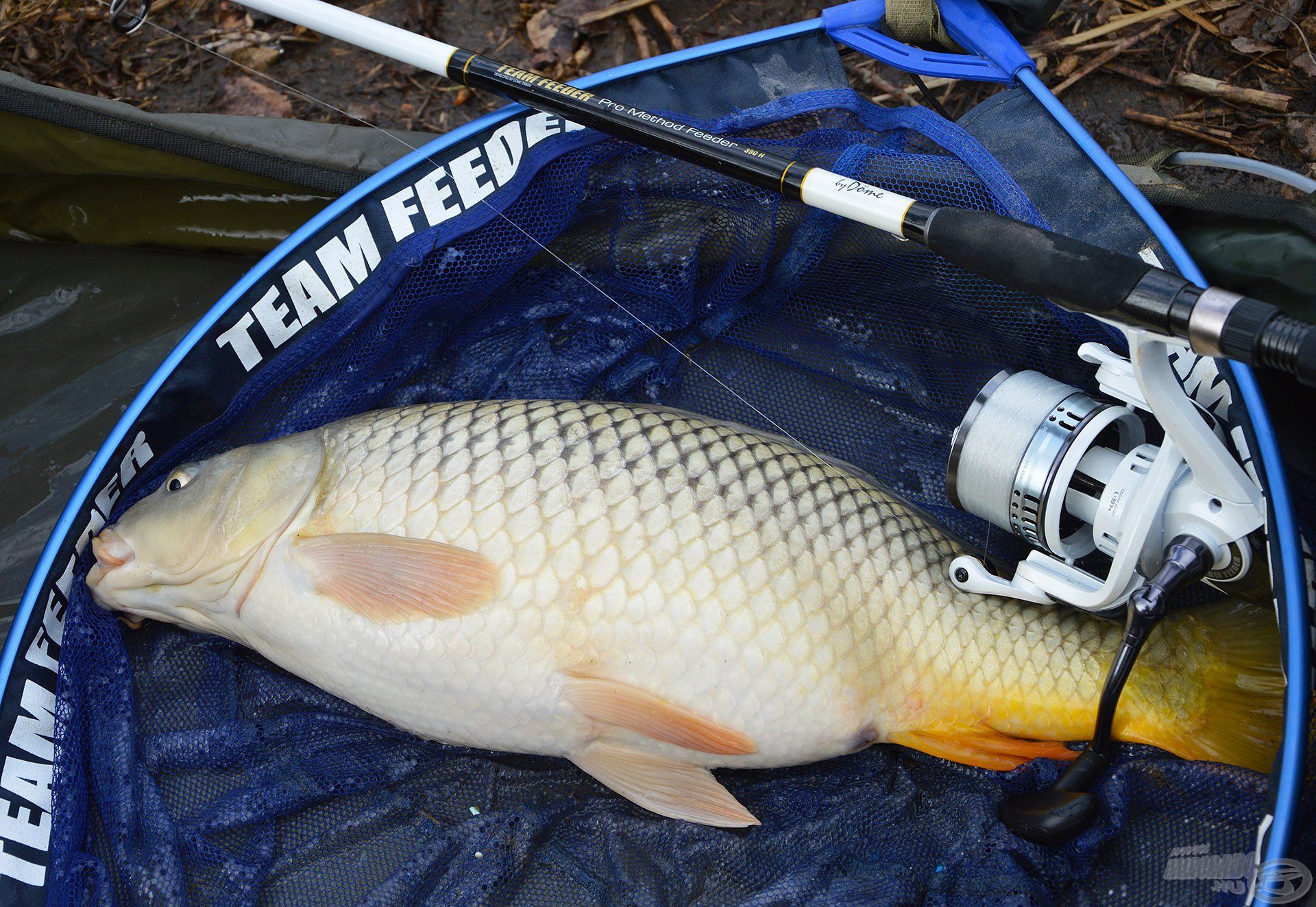 Végre, újra ponty a merítőben! Nem egy óriás, de remekül dolgozott vele a Pro Method Feeder!