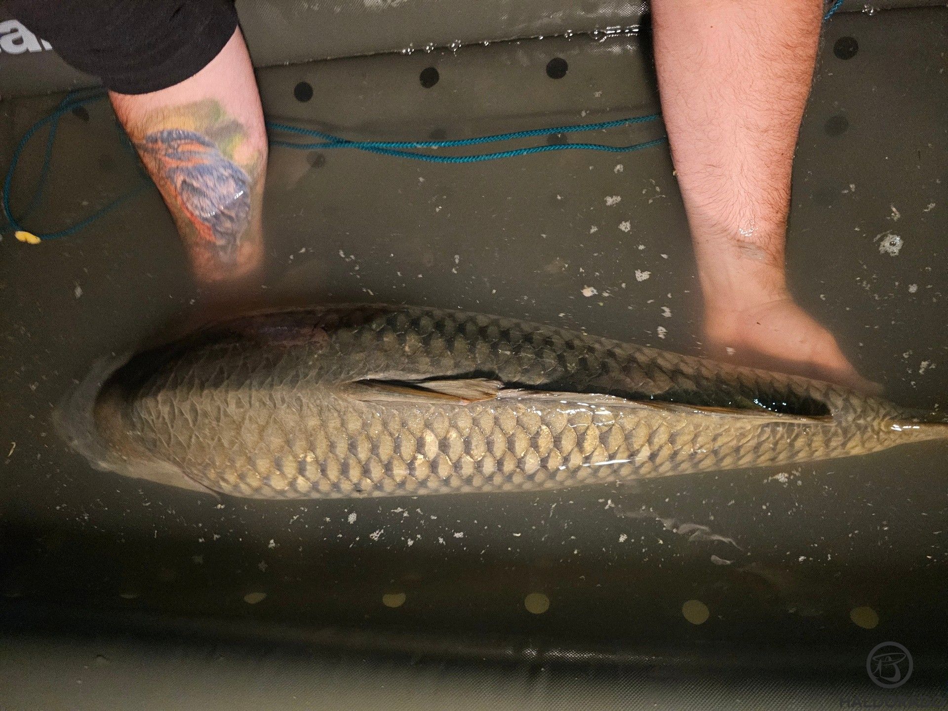 Az úszó, lebegő matracban a halak 100%-ban biztonságban vannak. A Tokaji Kovács-tavon ez az alapja mindennek