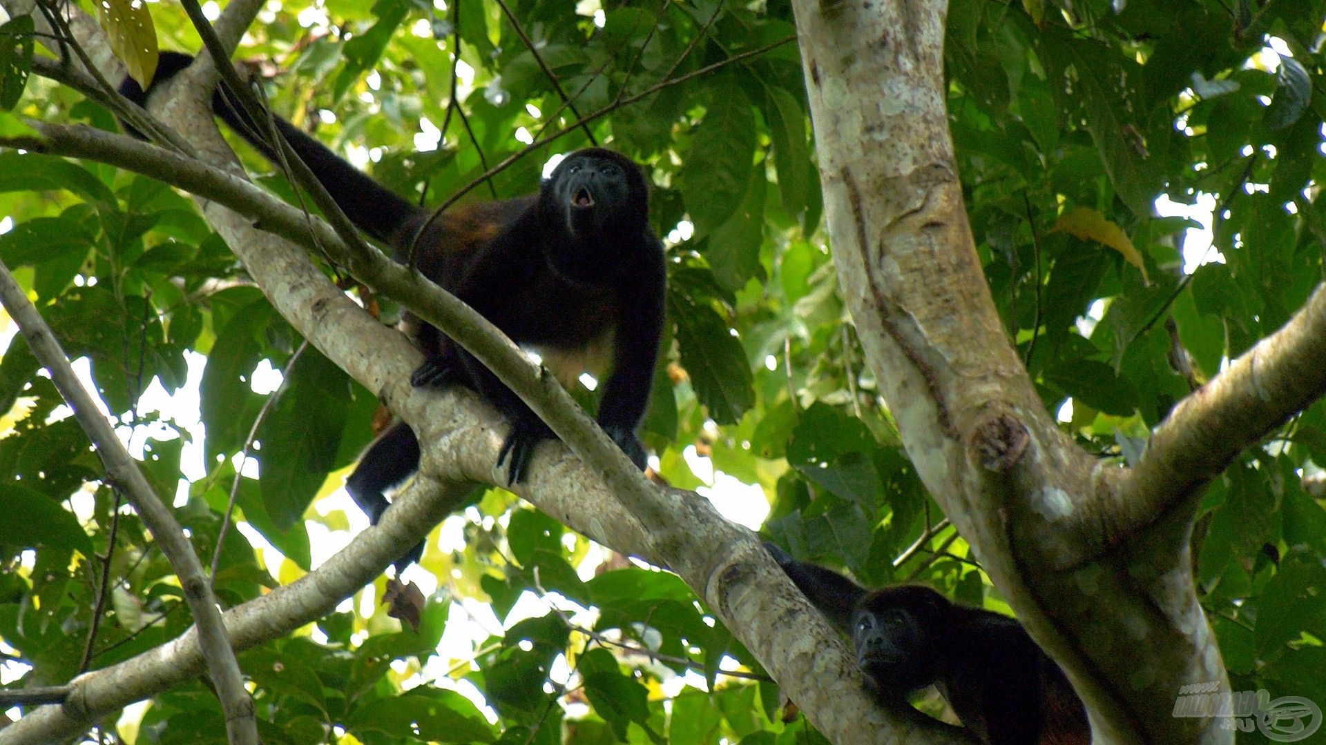 Megdöbbentően gazdag Costa Rica állatvilága