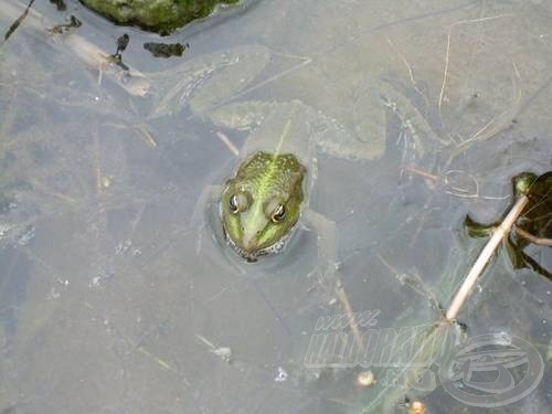 Az engem támadó szúnyogokra nem csak én figyeltem föl! Ez a béka is a lábamnál ebédelt