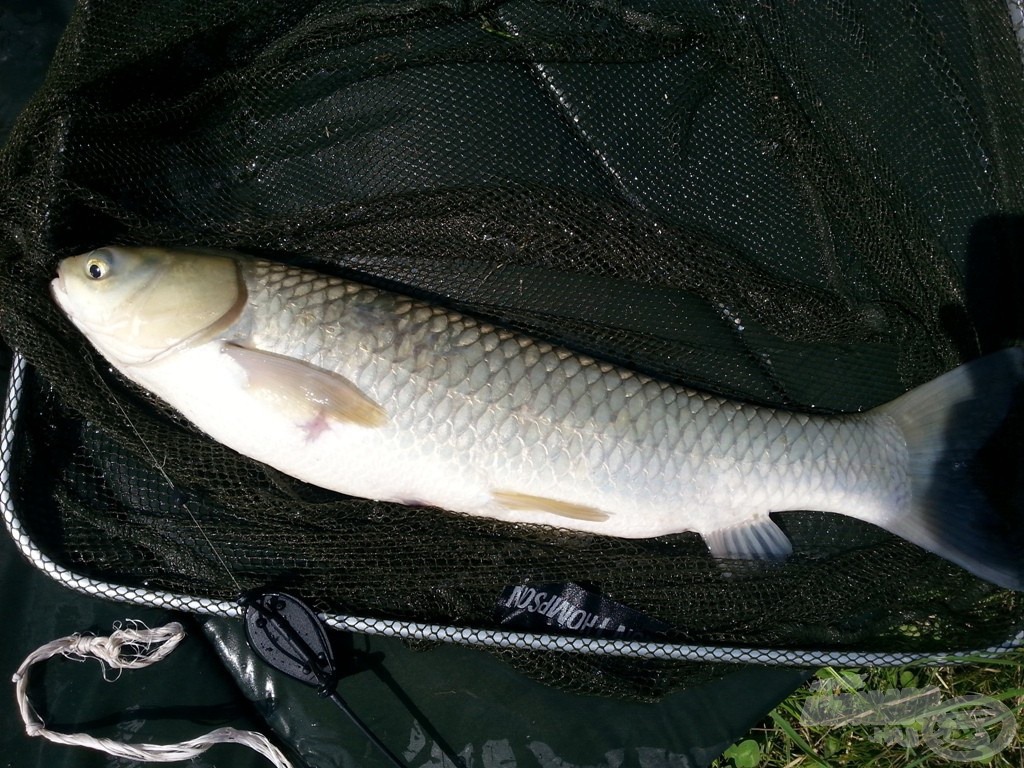 A zöld borsos pellet tetszett meg neki