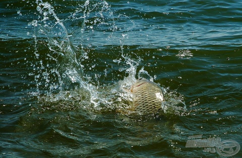 A pontyok iszonyatosan erősen küzdöttek (Fotó:  Alexander Yevmenenko)