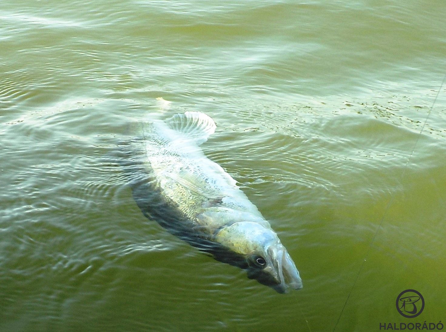A zöldes árnyalatú, de tiszta vízben egy süllő sziluettje bukkant elő a következő kapás után