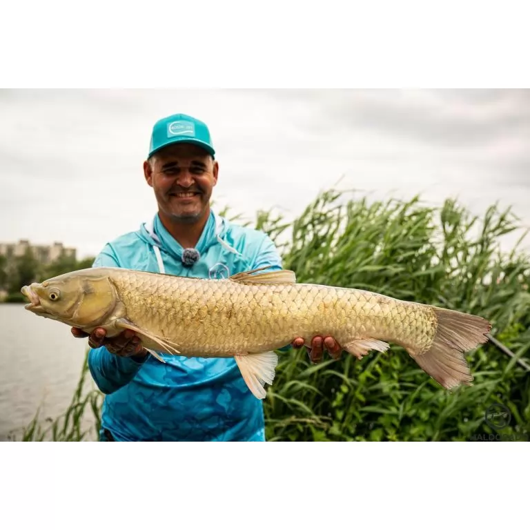By Döme Kaiwo Gold Method Feeder 380MH horgászbot / 21