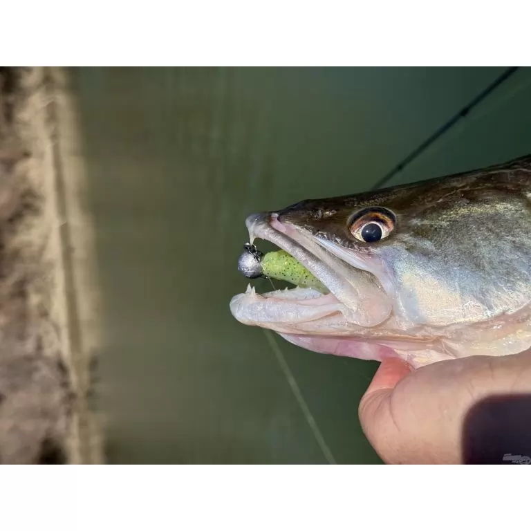 FRAPP Geko 11,5 cm - 23 / 7