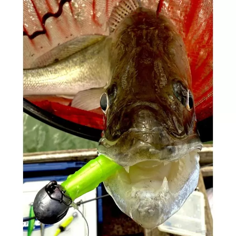 FRAPP Geko 11,5 cm - 25 / 3