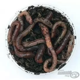 GRANDE Kanadai Óriás giliszta