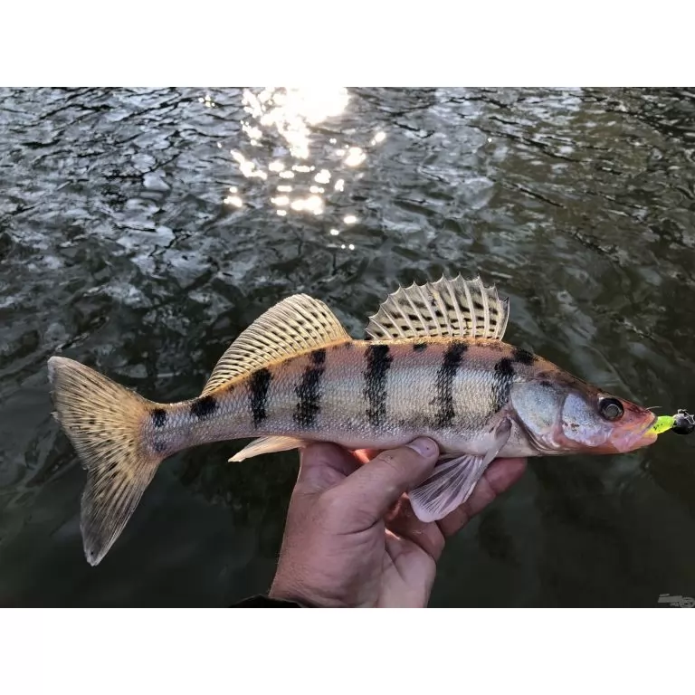 NEVIS Impulse Shad 7,5 cm - Piros csillámos