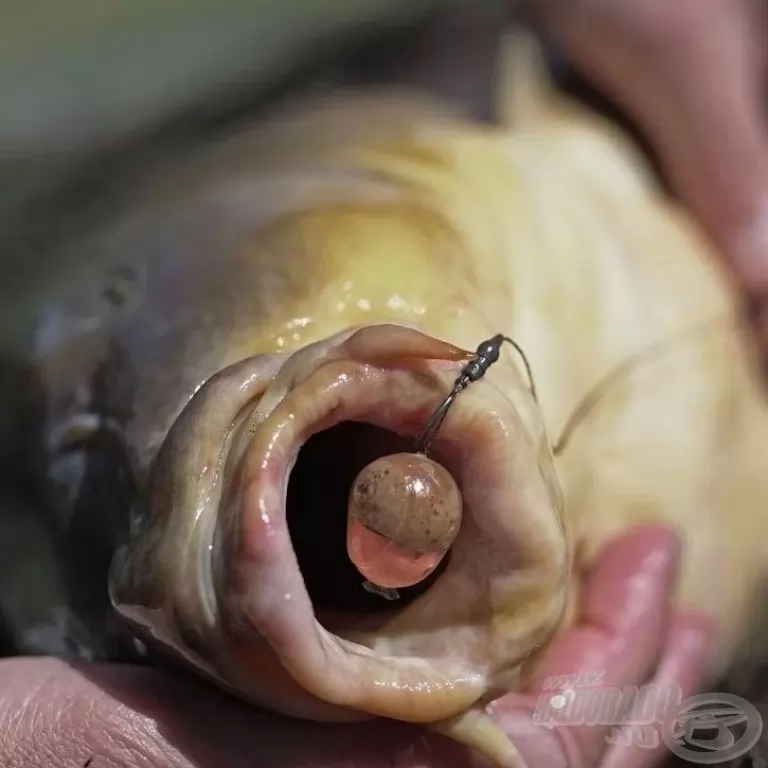 POLE POSITION Polep Bait Wrap Medium 14-22 mm / 3