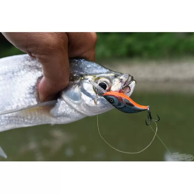 SALMO Sparky Shad SS4S HGOS SALMO Sparky Shad SS4S HGOS