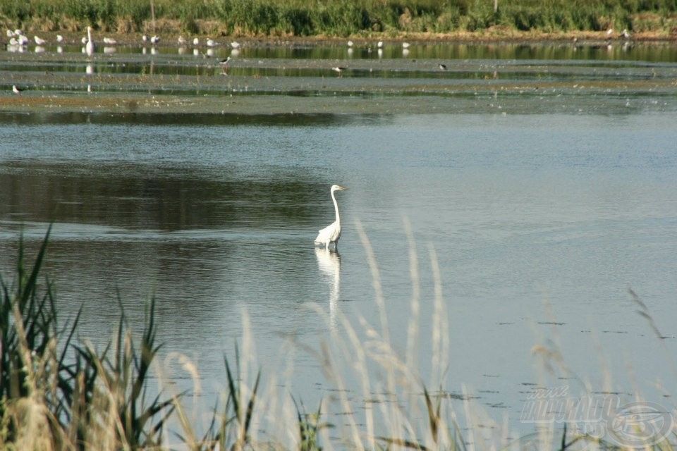 Hajnali madárles - Fertő-Hanság Nemzeti Park