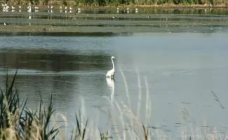 Hajnali madárles - Fertő-Hanság Nemzeti Park