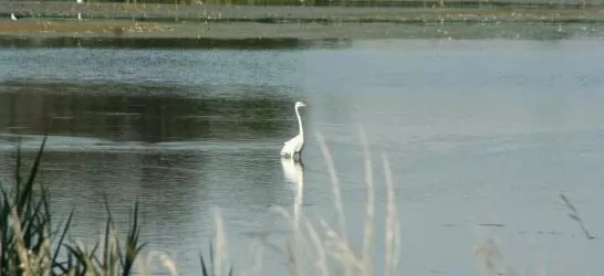 Hajnali madárles - Fertő-Hanság Nemzeti Park